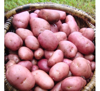 Rooster Main Crop Seed Potatoes 2kg Pack Rooster Main Crop Seed Potatoes 2kg Pack
